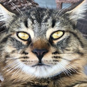 Meet your Posher, Monica